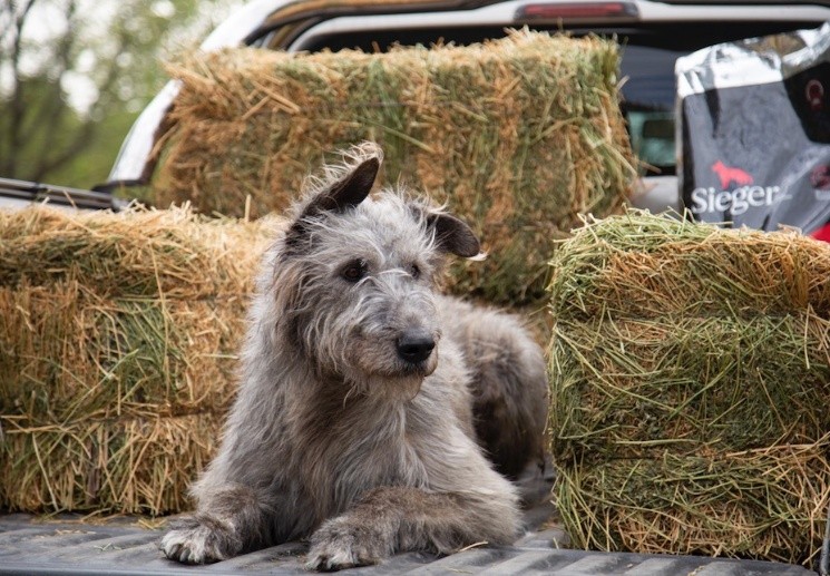 Mervyn, el perro de Iván de Pineda.