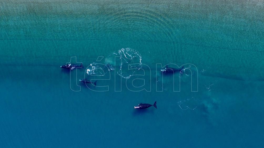 Los especialistas comparan la importancia de las ballenas en los océanos con la que tienen los bosques para la superficie continental.