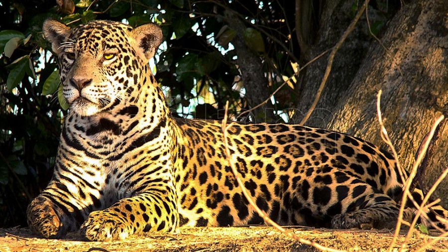 La rica fauna del parque nacional enclavado en la yunga es uno de los atractivos para los visitantes