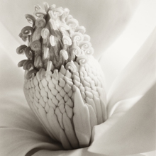 Imogen Cunningham. &#039;Flor de magnolia, torre de joyas&#039; (ca. 1920). Colección Per Amor a l&#039;Art