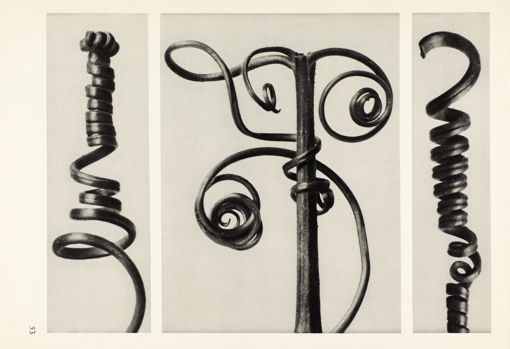 Karl Blossfeldt. Fotograbado del portafolio &#039;Formas originales del arte&#039; (1928).