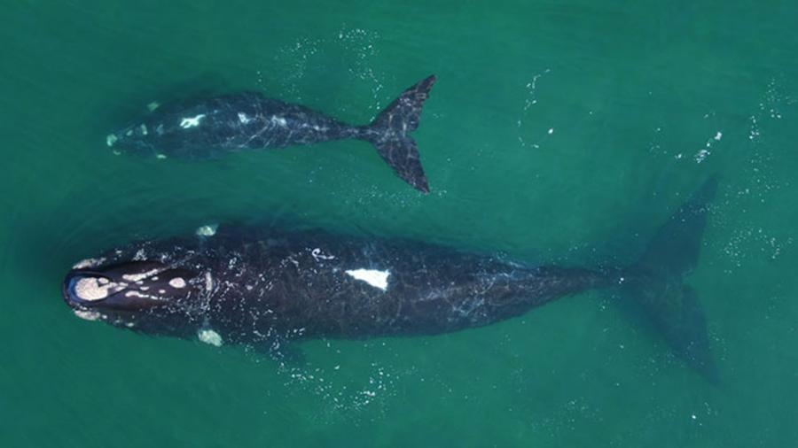 Cada ao miles de ballenas llegan a la Pennsula Valds