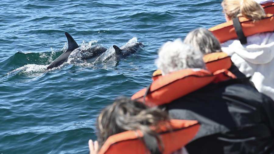 La excursin se completa con un paseo costero frente a Puerto Madryn que navega desde la lobera de Punta Lomas Foto Maxi Jonas