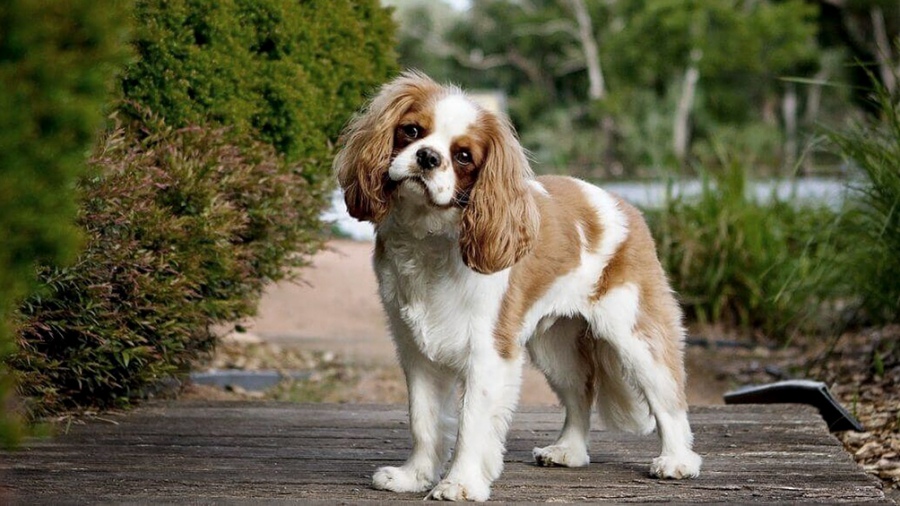 El Cavalier King Charles Spaniel sufre dolores de cabeza porque sus crneos son demasiado pequeos