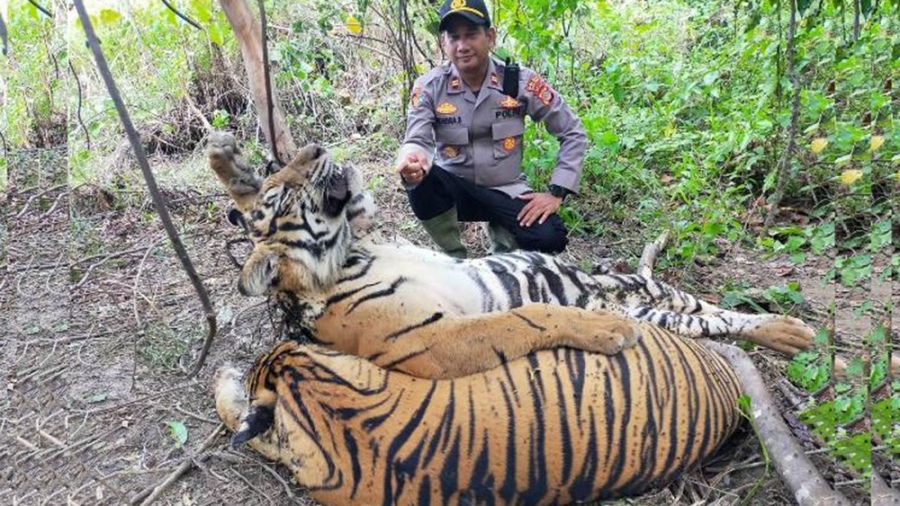 Polica indonesia encontr tigres muertos en una trampa Foto AFP