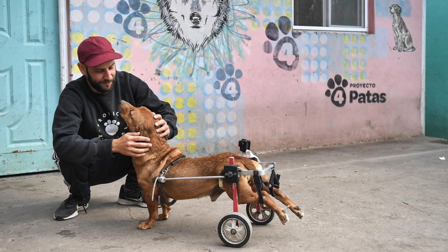 Parte de los gastos va destinado a curaciones y cirujas para el bienestar de los perros Foto Vctor Carreira