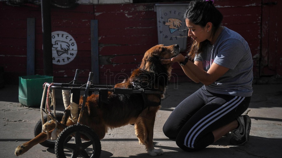 Muchos perros llegan con traumatismos luego de ser golpeados por autos Foto Vctor Carreira