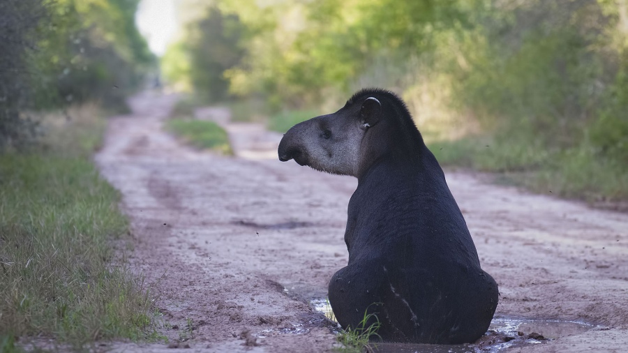 La idea es posicionar a El Impenetrable como uno de los mejores destinos para avistamiento de fauna silvestre