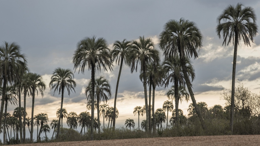 Parque Nacional El Palmar Entre Ros