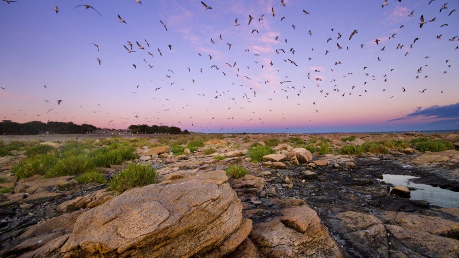 Islote Lobos es desde ahora el segundo Parque Nacional de la provincia de Ro Negro