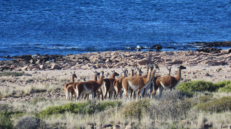 Islote Lobos es desde ahora el segundo Parque Nacional de la provincia de Ro Negro