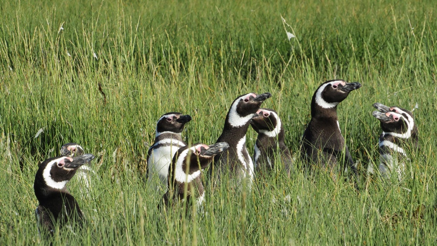 El pingino de Magallanes o pingino patagnico es la colonia ms al norte hallada de esa especie y est en pleno crecimiento