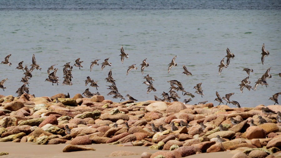 El Complejo Islote de Lobos que funciona como reserva provincial desde 1977