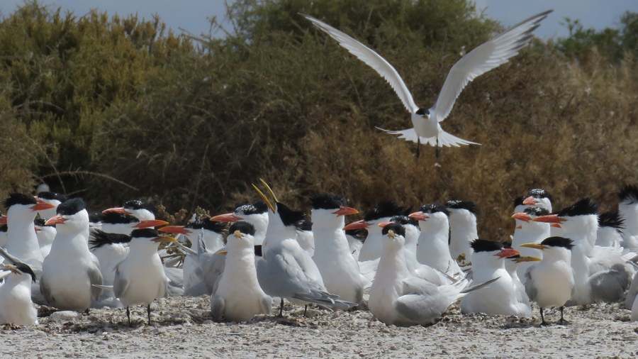 Parque Nacional Islote Lobos