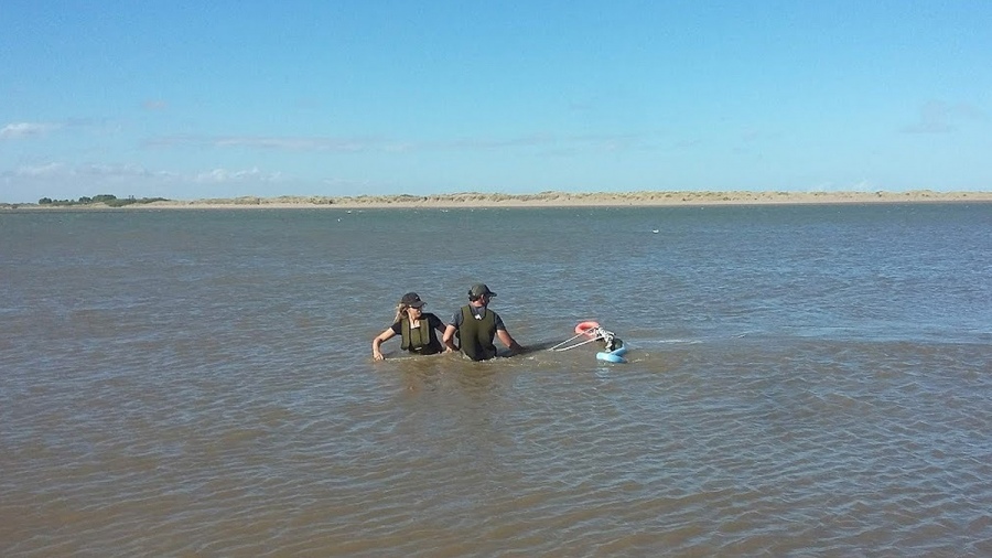 En un estudio en corvinas en el estuario de Baha Blanca los investigadores encontraron microplsticos en los 20 ejemplares analizados y un total de 241 partculas