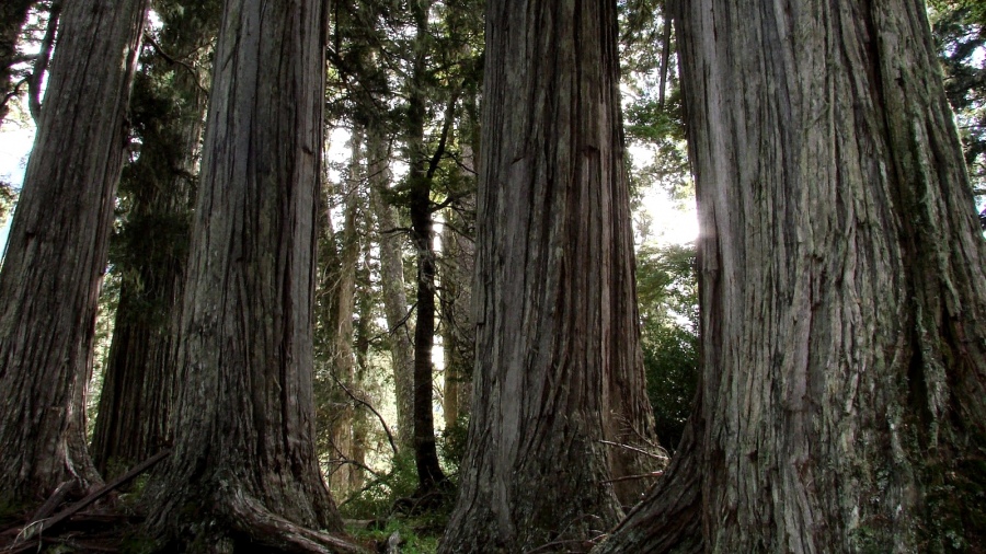 Los ejemplares de lenga Nothofagus pumilio fueron cortados por un empresario turstico para abrir una pista de esqu