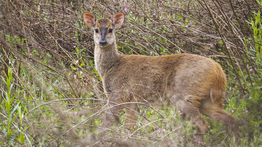 Cruzarse con animales autctonos es una de las experiencias ms interesantes