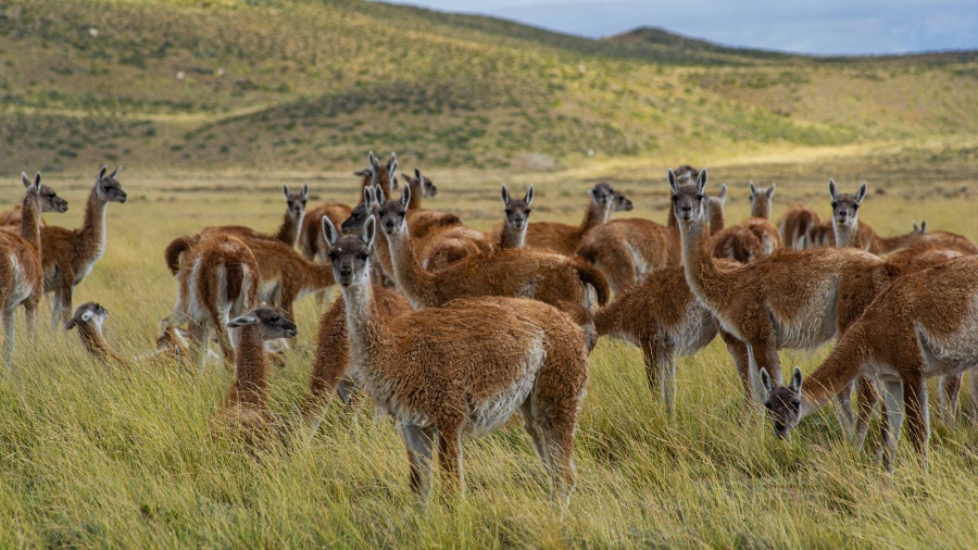 La fauna autctona en su hbitat natural Ministerio de Turismo de Santa Cruz